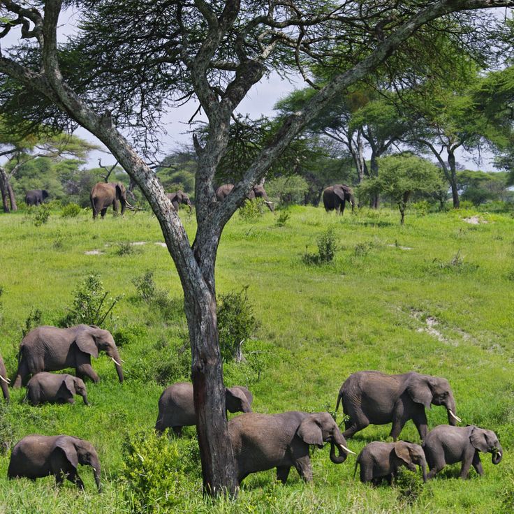 2-Day Tarangire & Lake Manyara Safari